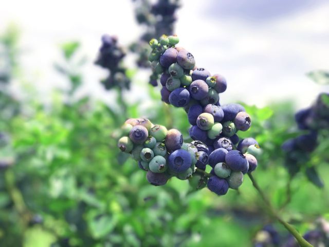 {ݮ_r(nng)a(chn)ƷԴuƷƣAЈه